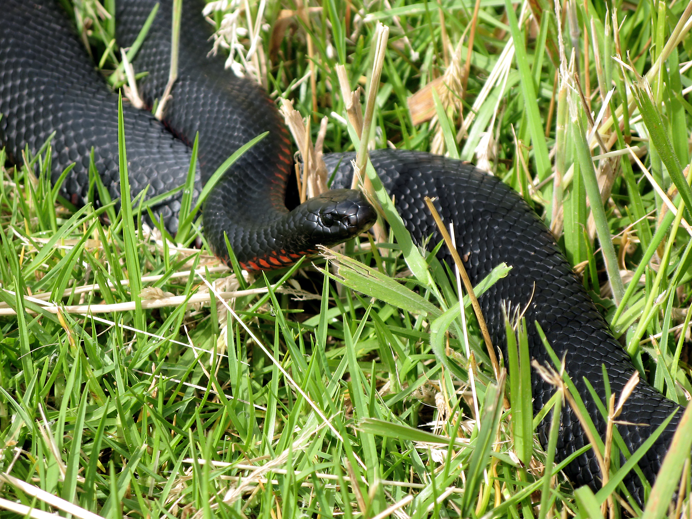 Red Belly Black Snakes